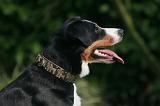 BOUVIER D'APPENZELL 141